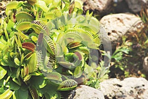 Dionaea muscipula, Venus Flytrap Exotic Carnivorous Plant