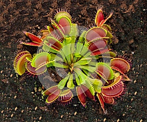 Dionaea Muscipula Venus Flytrap