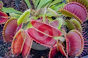 Dionaea Muscipula Venus Flytrap