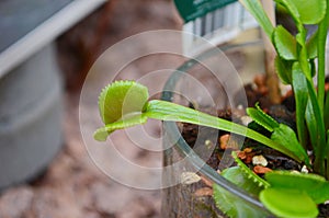Dionaea Muscipula Venus Flytrap - Predatory plant, Carnivorous Plant