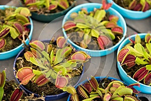 Dionaea in pot, Insectivorous