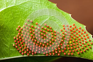 Dione juno caterpillar butterfly eggs on passionfruit leaf - high magnification