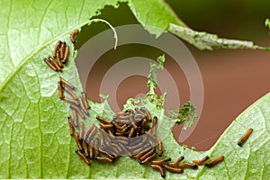 Dione juno caterpillar on passionfruit leaf