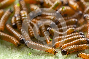 Dione juno caterpillar on passionfruit leaf