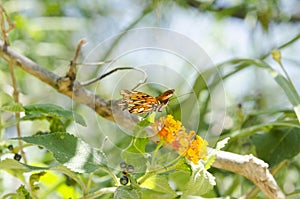 Dione moneta butterfly over lantana camara orange yellow flower photo