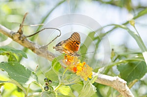 Dione moneta butterfly over lantana camara orange yellow flower photo