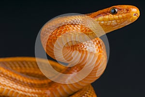 Dione's ratsnake / Elaphe dione