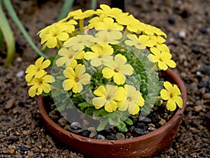 Dionysia aretioides Bevere plant with yellow flowers