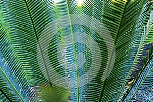 Dioon planifolium cycad leaves - Florida, USA