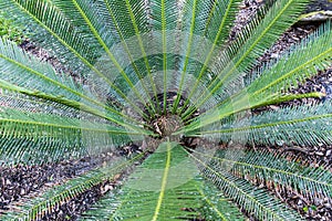 Dioon planifolium cycad plant - Florida, USA