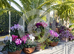 Dioon spinulosum and Cyclamen in a flower pots