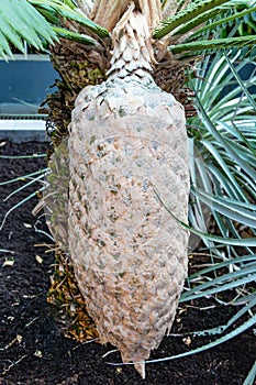 Dioon spinulosum, giant dioon, or gum palm, is a cycad endemic to limestone cliffs and rocky hillsides in the tropical rainforests