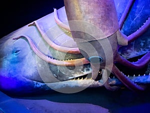 Diorama of the biome of a squid being eaten by a sperm whale at the American Museum of Natural History in New York (USA