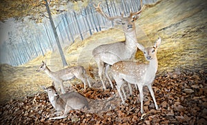 Diorama Of Deers photo