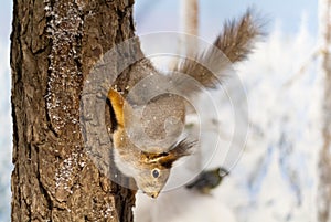 Diorama of red squirrel