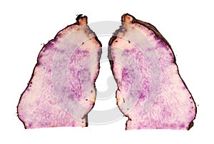 Dioscorea alata Linn