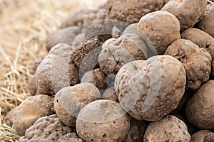 Dioscorea bulbifera, head on nature background