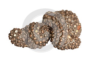 Dioscorea bulbifera isolated on a white background