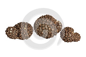 Dioscorea bulbifera isolated on a white background