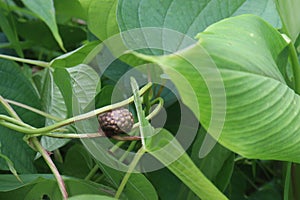 Dioscorea bulbifera on tree in forest photo