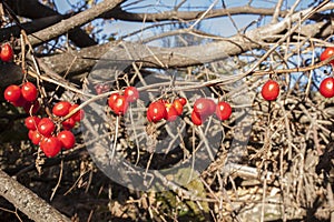 Dioscorea communis berries in chesnut forest