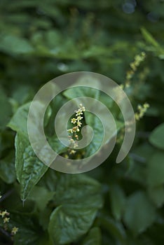 Dioscorea communis in bloom