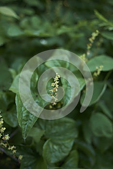 Dioscorea communis in bloom