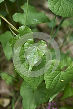 Dioscorea communis fresh leaves