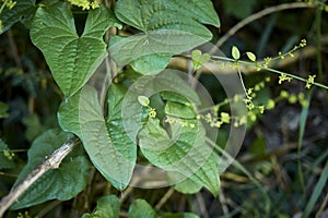 Dioscorea communis plant in bloom