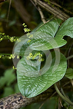 Dioscorea communis plant in bloom
