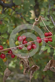 Dioscorea communis red fruit