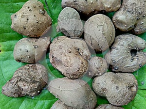 Dioscorea esculenta on the green leaves. Indonesian Javanese call it katak gandul or katak gandol.