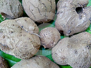 Dioscorea esculenta on the green leaves. Indonesian Javanese call it katak gandul or katak gandol.