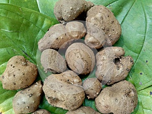 Dioscorea esculenta on the green leaves. Indonesian Javanese call it katak gandul or katak gandol.