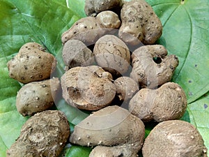 Dioscorea esculenta on the green leaves. Indonesian Javanese call it katak gandul or katak gandol.