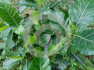Dioscorea esculenta on the green leaves. Indonesian Javanese call it katak gandul or katak gandol.