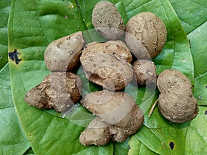 Dioscorea esculenta on the green leaves. Indonesian Javanese call it katak gandul or katak gandol.