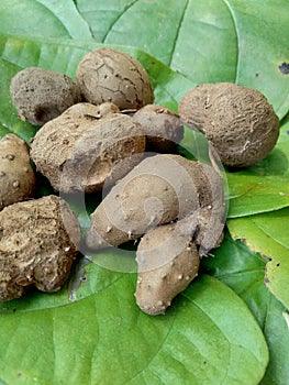 Dioscorea esculenta on the green leaves. Indonesian Javanese call it katak gandul or katak gandol.