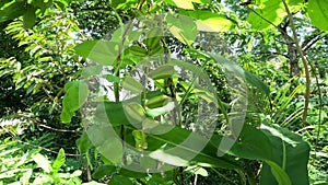 Dioscorea hispida Dennst flower (Indian three-leaved yam, gadung) tree in the nature background