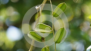 Dioscorea hispida Dennst flower (Indian three-leaved yam, gadung) tree in the nature background