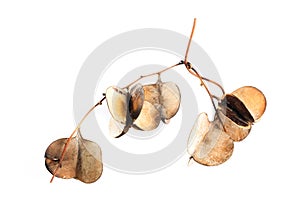 Dioscorea hispida Dennst