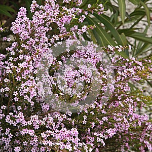 The Diosma hirsuta, the diosme hirsute, or the `fisherman`s plant`