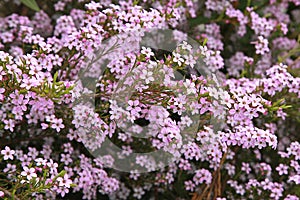 The Diosma hirsuta, the diosme hirsute, or the `fisherman`s plant` photo