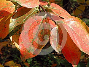 Diospyros kaki colorful foliage