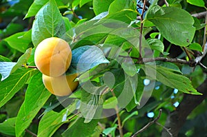 Diospyros kaki fruit photo