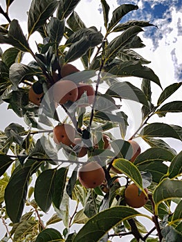 Diospyros kaki tree with green leaves and persimmons