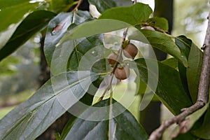 Diospyros lotus branch close up