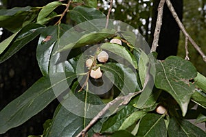 Diospyros lotus branch close up