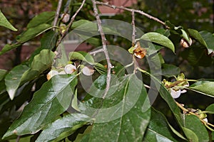 Diospyros lotus branch close up