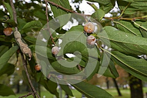 Diospyros lotus branch close up